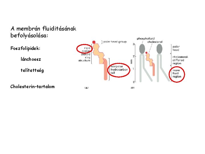 A membrán fluiditásának befolyásolása: Foszfolipidek: lánchossz telítettség Cholesterin-tartalom 