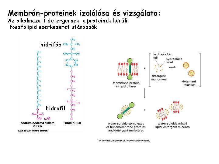 Membrán-proteinek izolálása és vizsgálata: Az alkalmazott detergensek a proteinek körüli foszfolipid szerkezetet utánozzák hidrifób