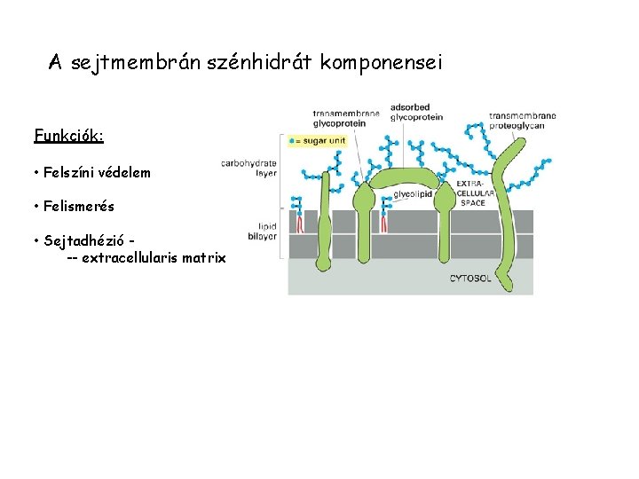 A sejtmembrán szénhidrát komponensei Funkciók: • Felszíni védelem • Felismerés • Sejtadhézió -- extracellularis