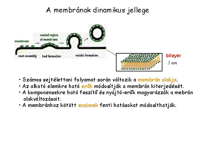 A membránok dinamikus jellege bilayer 5 nm • Számos sejtélettani folyamat során változik a