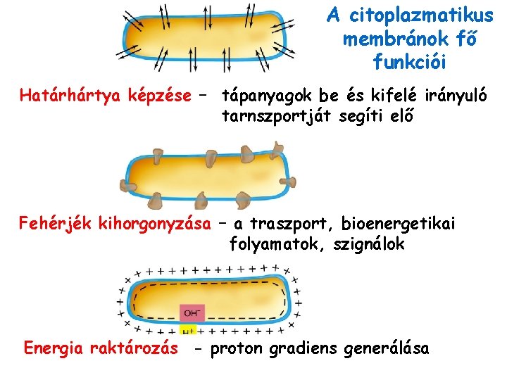 A citoplazmatikus membránok fő funkciói Határhártya képzése – tápanyagok be és kifelé irányuló tarnszportját