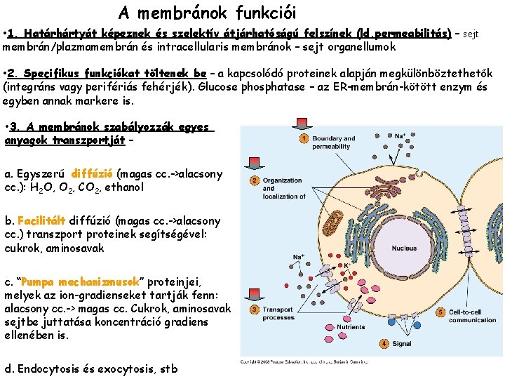 A membránok funkciói • 1. Határhártyát képeznek és szelektív átjárhatóságú felszínek (ld. permeabilitás) –