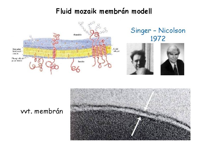 Fluid mozaik membrán modell Singer – Nicolson 1972 vvt. membrán 