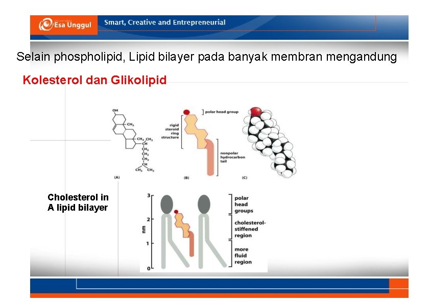 Selain phospholipid, Lipid bilayer pada banyak membran mengandung Kolesterol dan Glikolipid Cholesterol in A