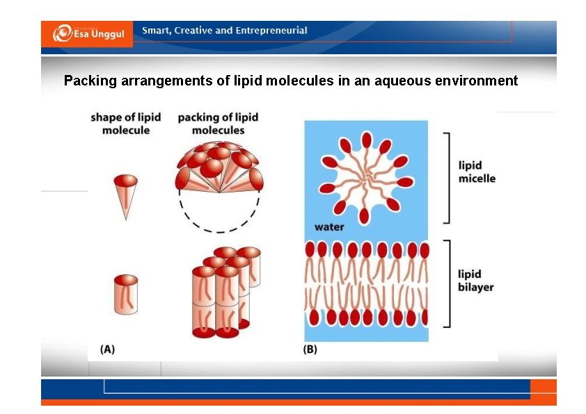 Packing arrangements of lipid molecules in an aqueous environment 