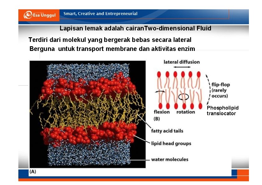 Lapisan lemak adalah cairan. Two-dimensional Fluid Terdiri dari molekul yang bergerak bebas secara lateral