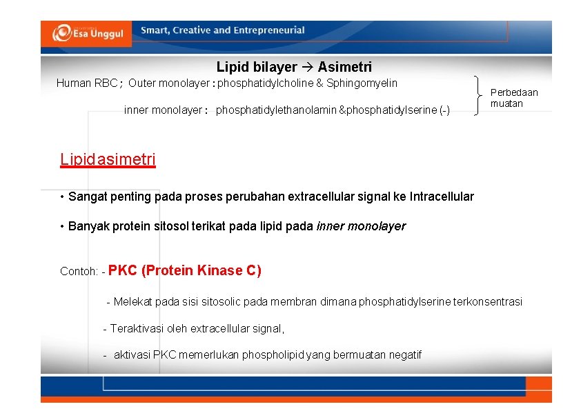 Lipid bilayer Asimetri Human RBC ; Outer monolayer : phosphatidylcholine & Sphingomyelin inner monolayer