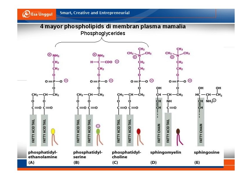 4 mayor phospholipids di membran plasma mamalia Phosphoglycerides 