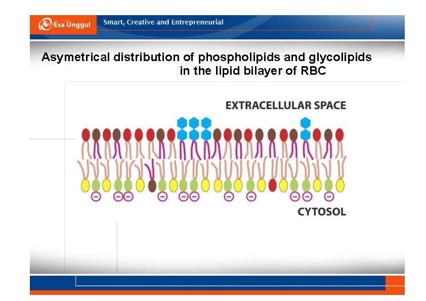 Asymetrical distribution of phospholipids and glycolipids in the lipid bilayer of RBC 