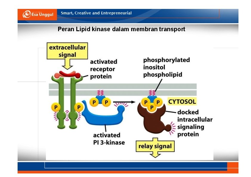 Peran Lipid kinase dalam membran transport 