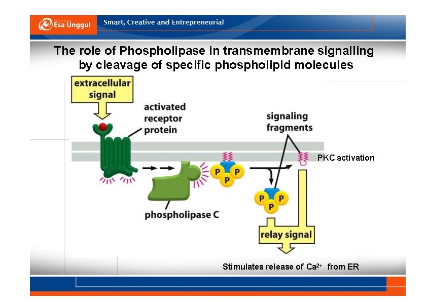 The role of Phospholipase in transmembrane signalling by cleavage of specific phospholipid molecules PKC