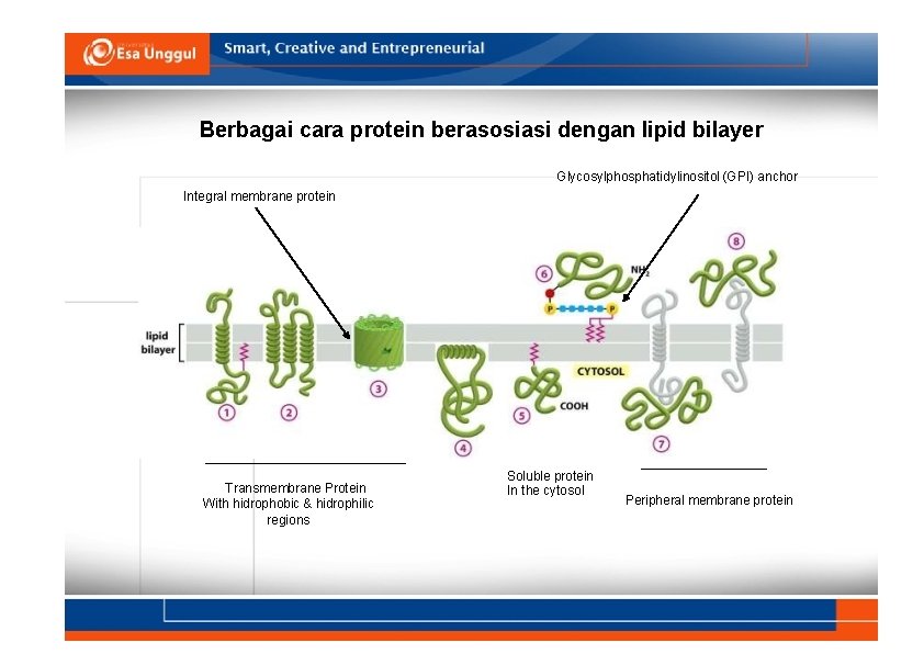 Berbagai cara protein berasosiasi dengan lipid bilayer Glycosylphosphatidylinositol (GPI) anchor Integral membrane protein Transmembrane