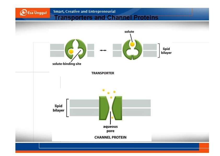 Transporters and Channel Proteins 