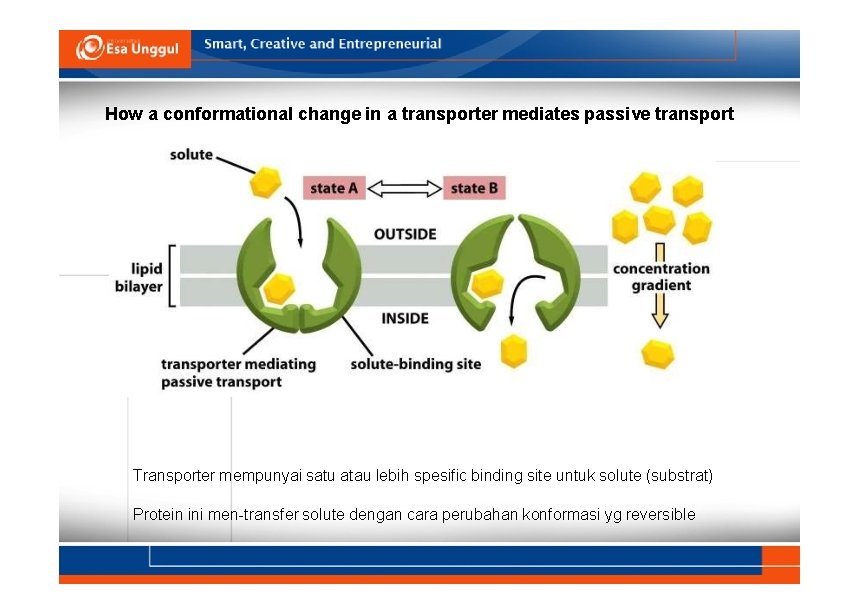 How a conformational change in a transporter mediates passive transport Transporter mempunyai satu atau