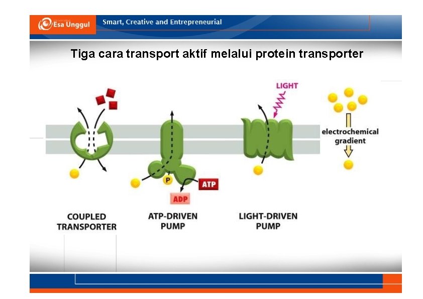 Tiga cara transport aktif melalui protein transporter 