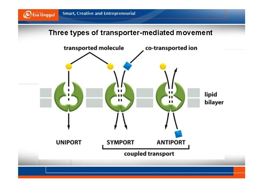 Three types of transporter-mediated movement 