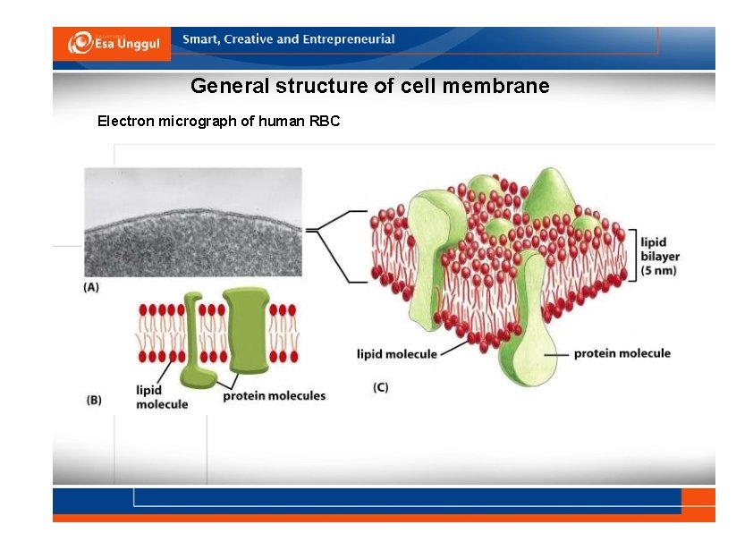 General structure of cell membrane Electron micrograph of human RBC 