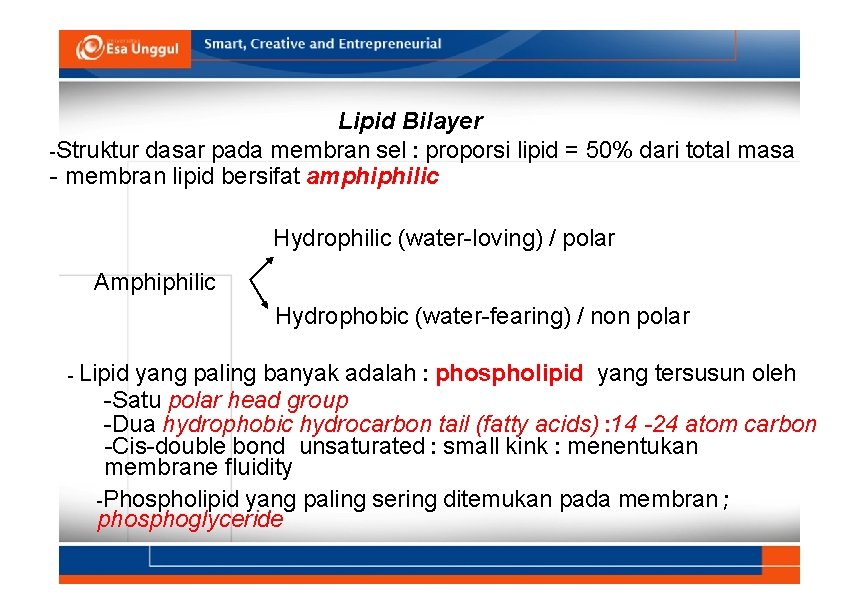 Lipid Bilayer -Struktur dasar pada membran sel : proporsi lipid = 50% dari total