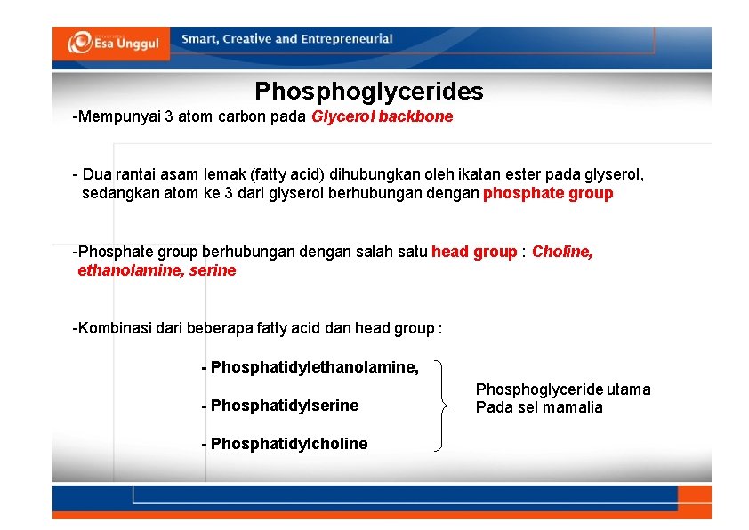 Phosphoglycerides -Mempunyai 3 atom carbon pada Glycerol backbone - Dua rantai asam lemak (fatty