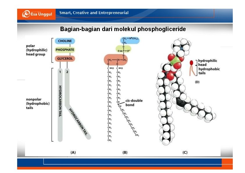 Bagian-bagian dari molekul phosphogliceride 