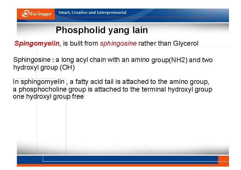 Phospholid yang lain Spingomyelin, is built from sphingosine rather than Glycerol Sphingosine : a