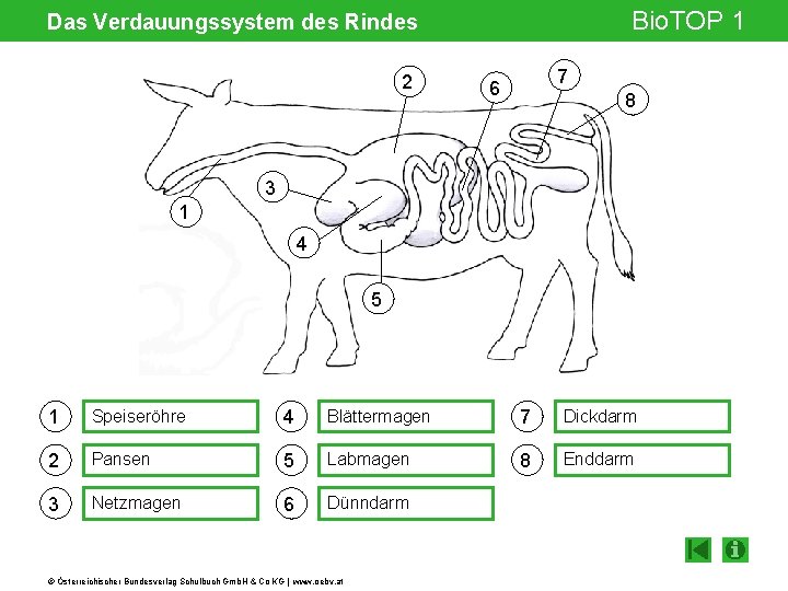 Bio. TOP 1 Das Verdauungssystem des Rindes 2 7 6 8 3 1 4