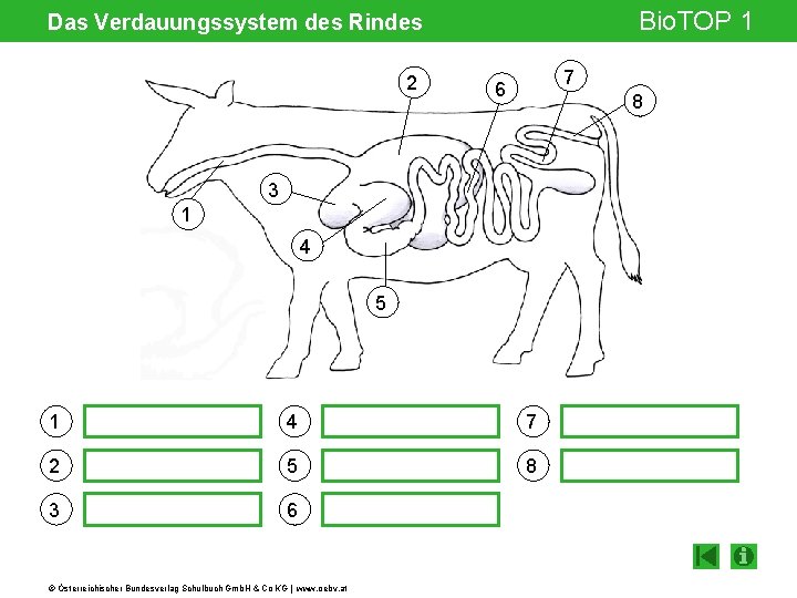 Bio. TOP 1 Das Verdauungssystem des Rindes 2 7 6 8 3 1 4