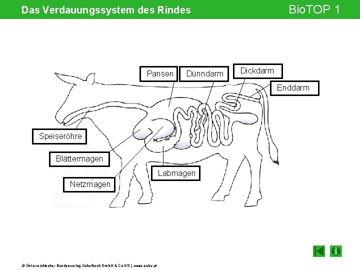 Bio. TOP 1 Das Verdauungssystem des Rindes Pansen Dünndarm Dickdarm Enddarm Speiseröhre Blättermagen Labmagen