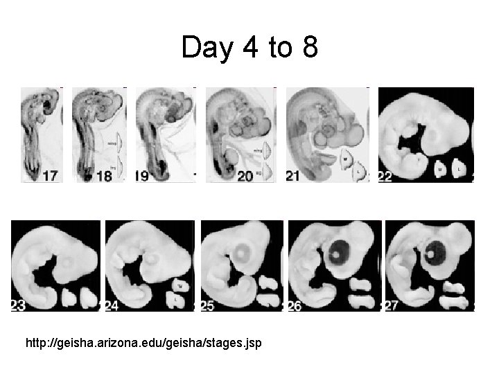 Day 4 to 8 http: //geisha. arizona. edu/geisha/stages. jsp 