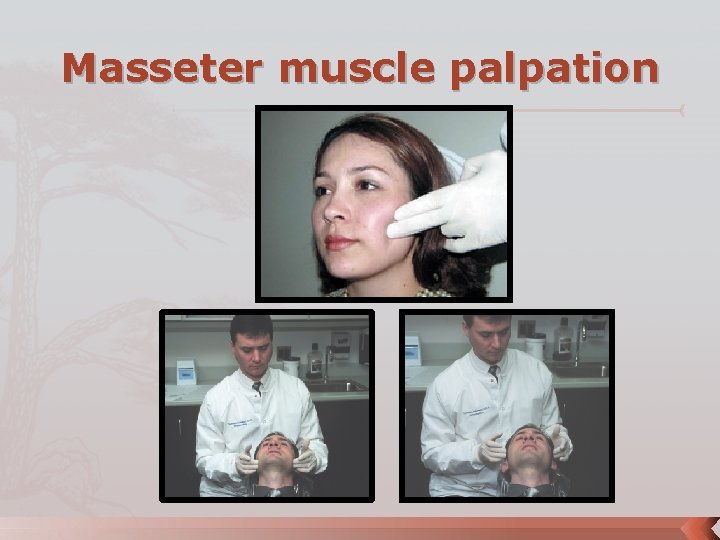 Masseter muscle palpation 