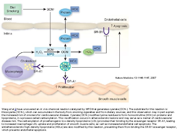 Nature Medicine 13: 1146 -1147, 2007 Wang et al. 2 have uncovered an in