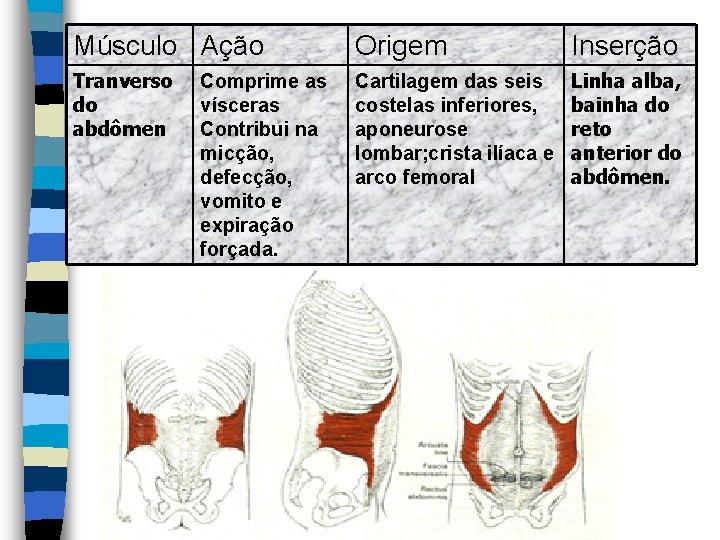 Músculo Ação Origem Inserção Tranverso do abdômen Cartilagem das seis costelas inferiores, aponeurose lombar;