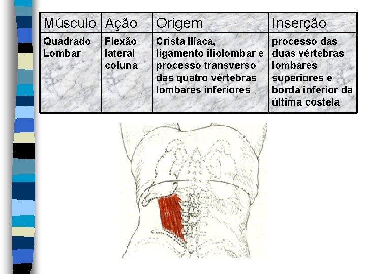 Músculo Ação Origem Inserção Quadrado Lombar Crista Ilíaca, ligamento iliolombar e processo transverso das