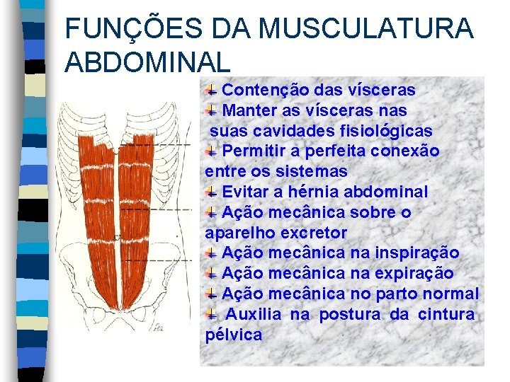 FUNÇÕES DA MUSCULATURA ABDOMINAL Contenção das vísceras Manter as vísceras nas suas cavidades fisiológicas