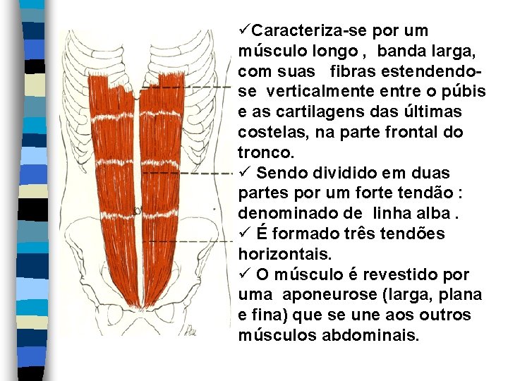 üCaracteriza-se por um músculo longo , banda larga, com suas fibras estendendose verticalmente entre