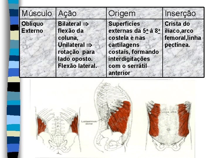 Músculo Ação Obliquo Externo Bilateral flexão da coluna, Unilateral rotação para lado oposto. Flexão