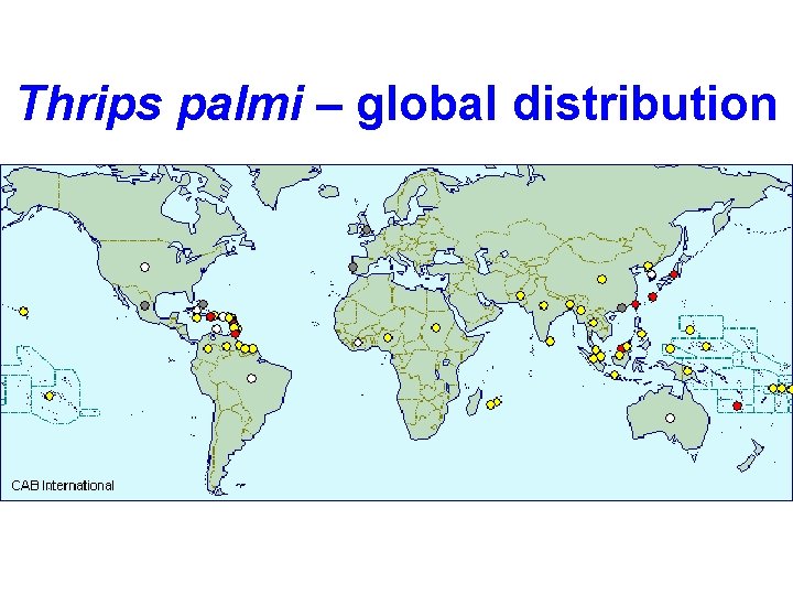 Thrips palmi – global distribution 