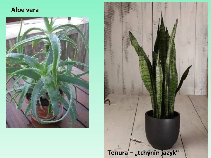 Aloe vera Tenura – „tchýnin jazyk“ 