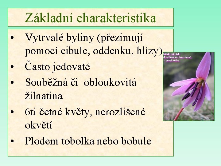 Základní charakteristika • Vytrvalé byliny (přezimují pomocí cibule, oddenku, hlízy) • Často jedovaté •