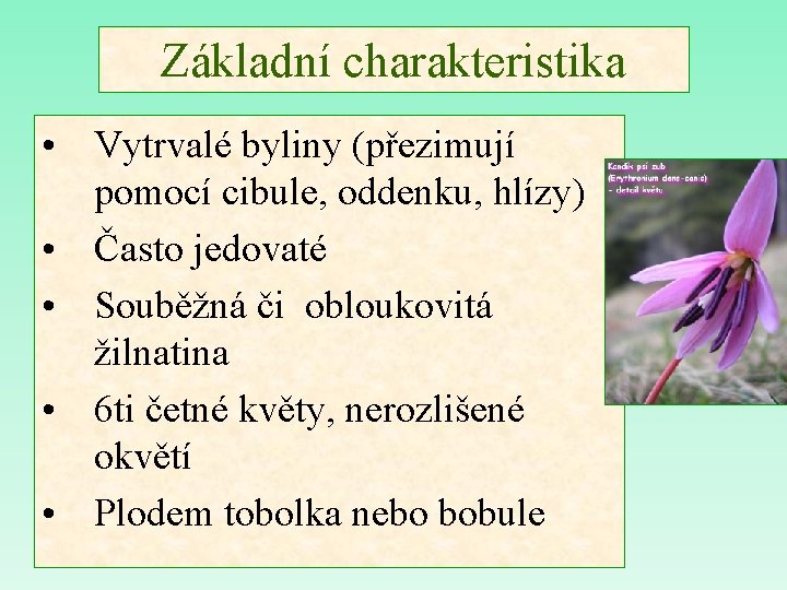 Základní charakteristika • Vytrvalé byliny (přezimují pomocí cibule, oddenku, hlízy) • Často jedovaté •