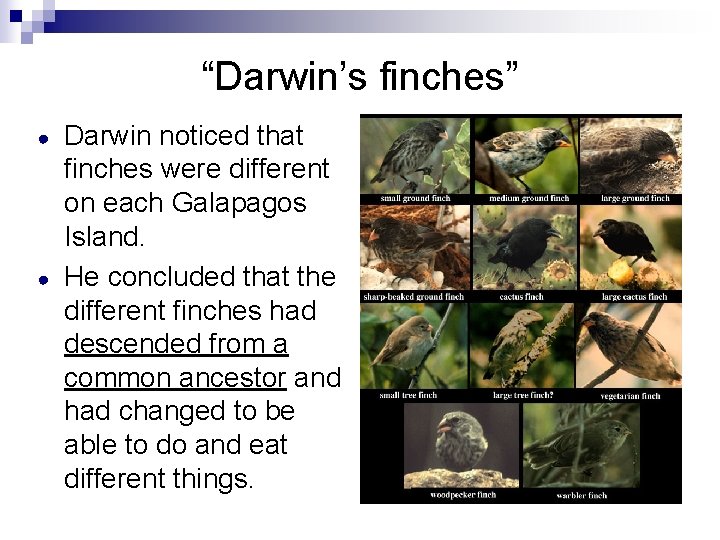 “Darwin’s finches” ● ● Darwin noticed that finches were different on each Galapagos Island.