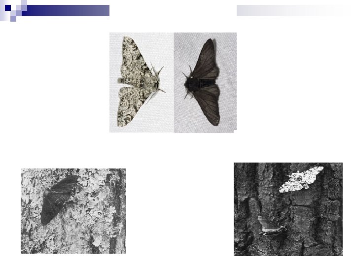 2 Forms of Moth: Light and Dark Before Industrialization After Industrialization 