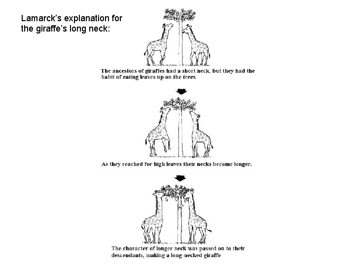 Lamarck’s explanation for the giraffe’s long neck: 