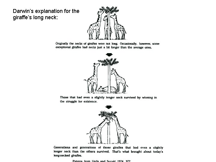 Darwin’s explanation for the giraffe’s long neck: 