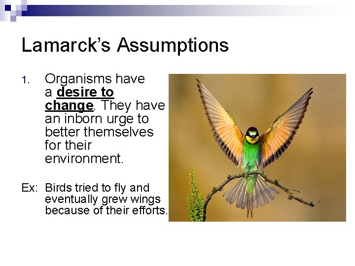 Lamarck’s Assumptions 1. Organisms have a desire to change. They have an inborn urge