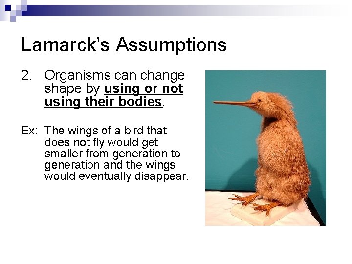 Lamarck’s Assumptions 2. Organisms can change shape by using or not using their bodies.