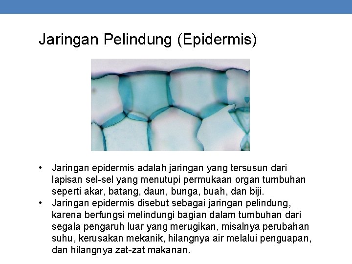 Jaringan Pelindung (Epidermis) • Jaringan epidermis adalah jaringan yang tersusun dari lapisan sel-sel yang