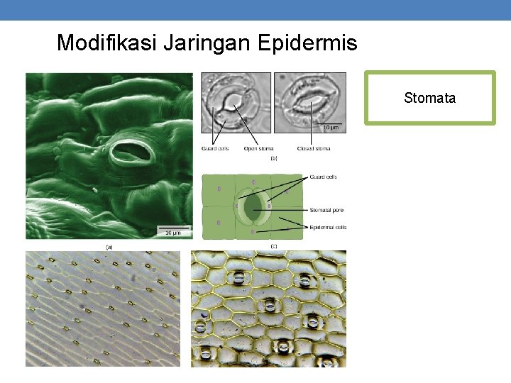 Modifikasi Jaringan Epidermis Stomata 