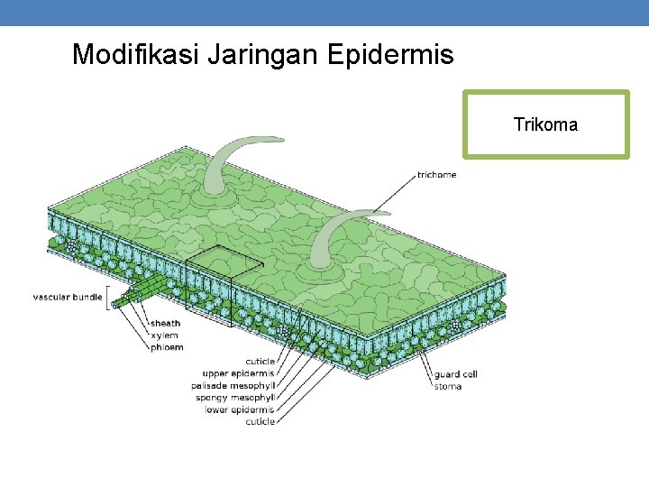 Modifikasi Jaringan Epidermis Trikoma 