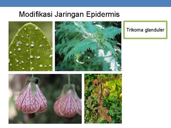 Modifikasi Jaringan Epidermis Trikoma glanduler 